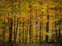 Blick in den leuchtenden Buchenwald